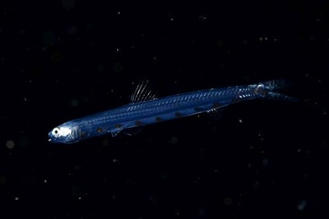 刺激的な水中生物