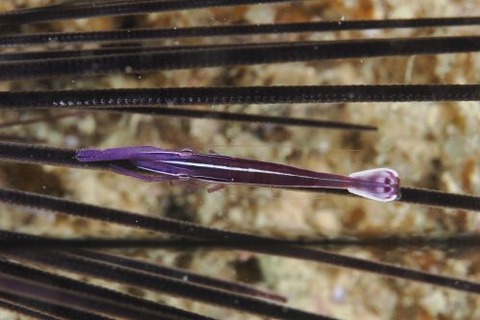 ガンガゼエビ