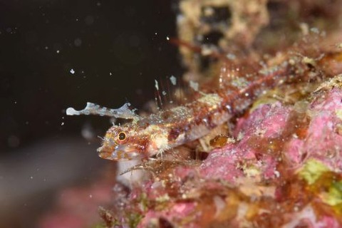 ヘビギンポ科の1種