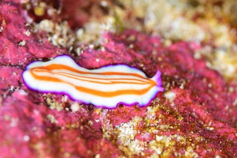 ヒラムシのなかま