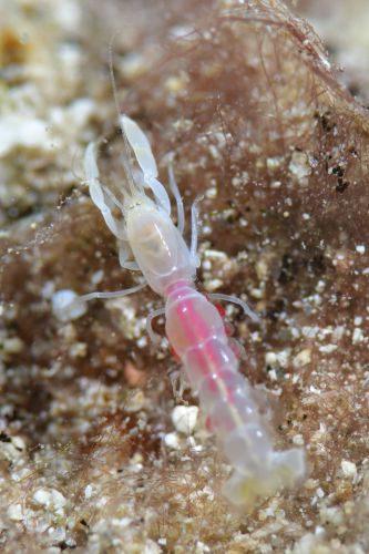 スナモグリのなかま