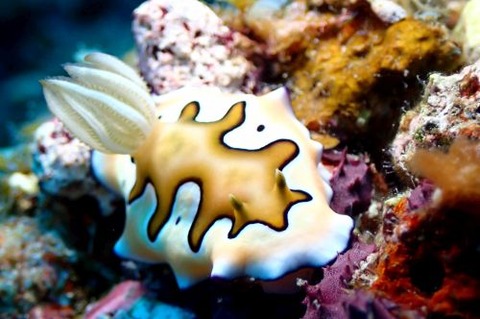 シラナミイロウミウシ