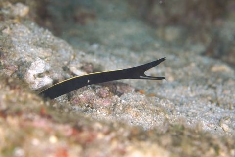 ハナヒゲウツボ