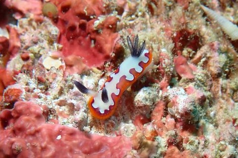 フジナミウミウシ