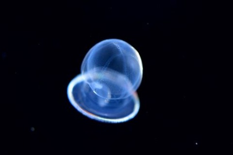 刺激的な水中生物