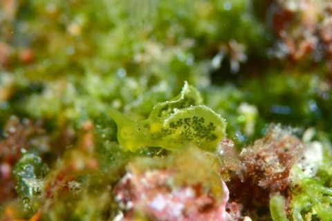 オトメミドリガイ