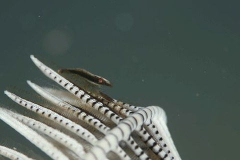 チビウミシダエビ