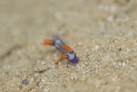 クロスジリュウグウウミウシ