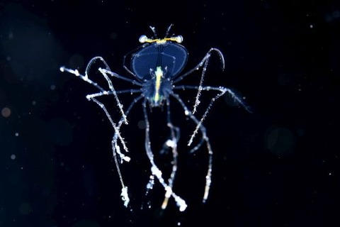 刺激的な水中生物