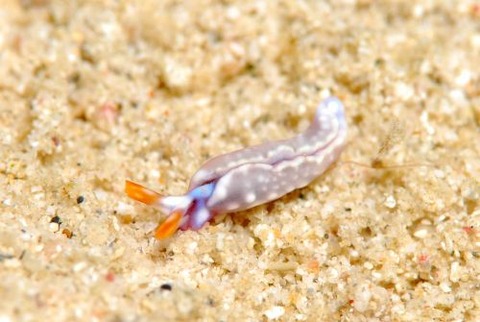 スイートジェリーミドリガイ