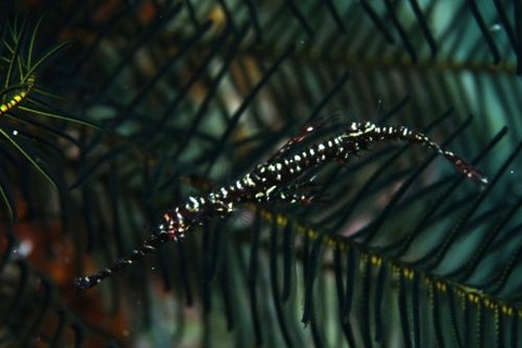 ニシキフウライウオ