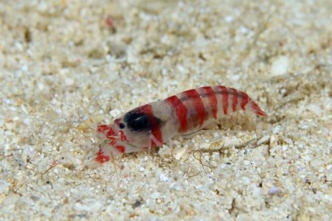 テッポウエビ科の1種