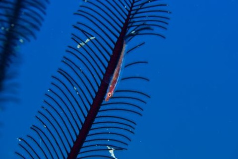 ガラスハゼ属の1種