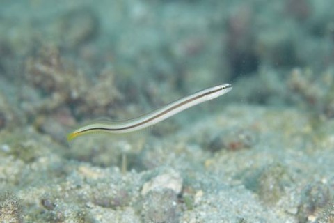 オオメワラスボ