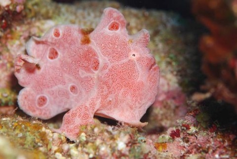 オオモンカエルアンコウ