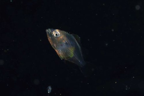 刺激的な水中生物