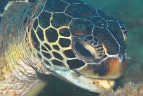 アオウミガメ