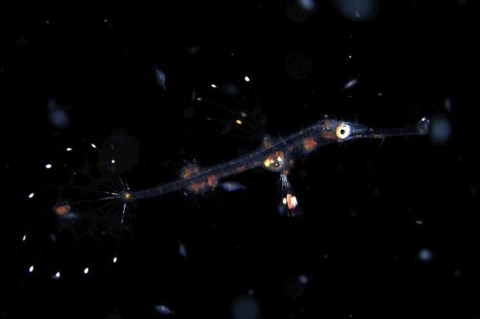 刺激的な水中生物