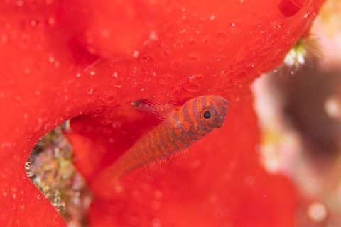 オキナワベニハゼ