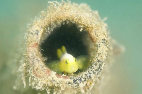 ナカモトイロワケハゼ