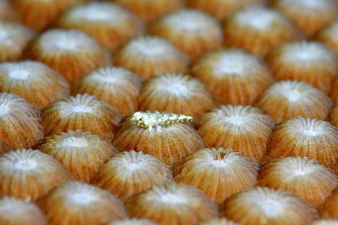 ネズッポ科の1種