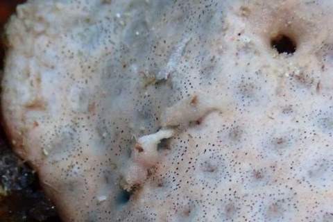 カクレモエビ属の1種