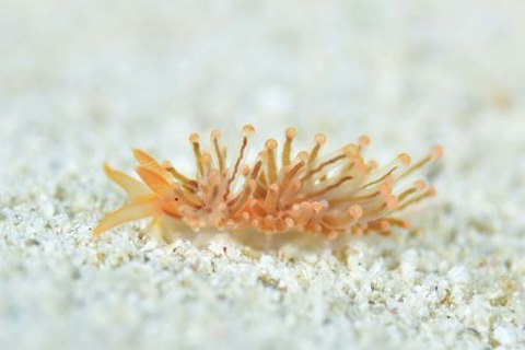 フウセンミノウミウシ