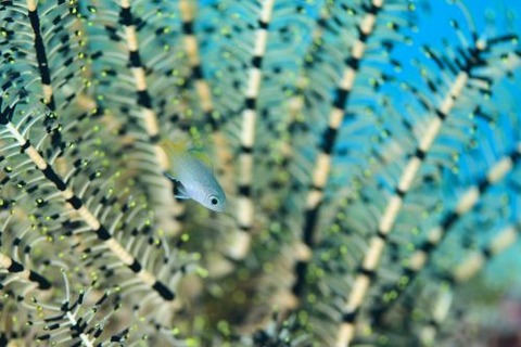 アサドスズメダイ