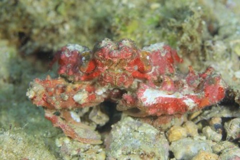 ヒシガニ科の1種