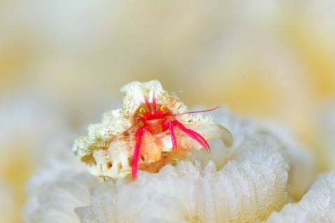 クレナイゼブラヤドカリ