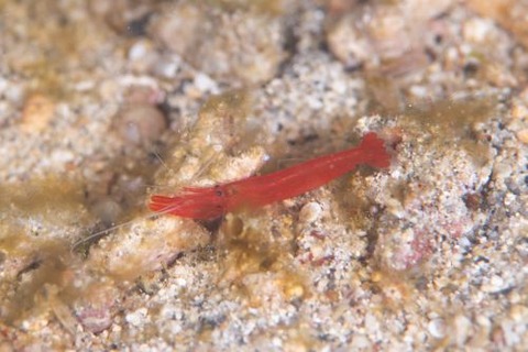 オガミテッポウエビ