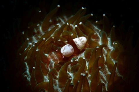 ハモポントニア・フンジコーラ