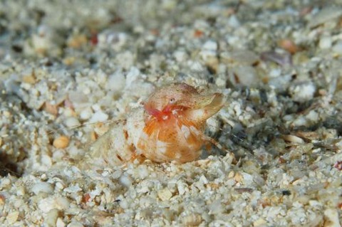 イトヒキヤドカリ属の1種