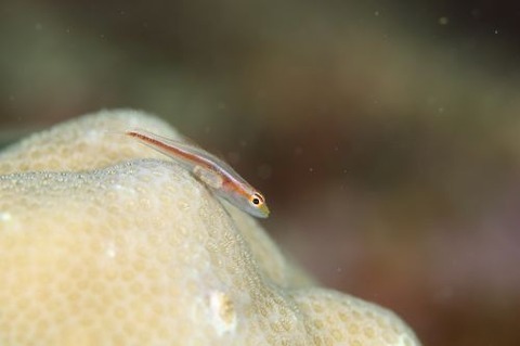 アカスジウミタケハゼ