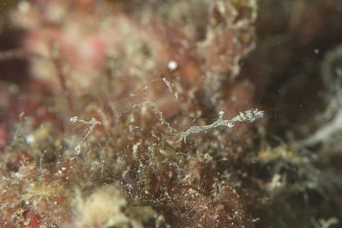 シオサイカクレエビ