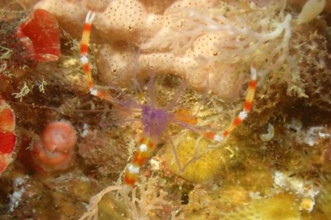 ステノプス・テヌイロストリス