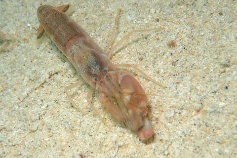 テッポウエビ科の1種