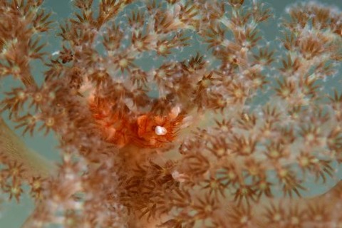 エボシカクレエビ属の1種