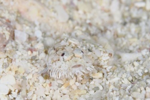 ヒゲモジャハゼ