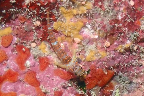 ミカンヘビギンポ