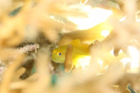 アカネダルマハゼ