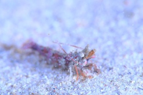 イシエビ科の1種