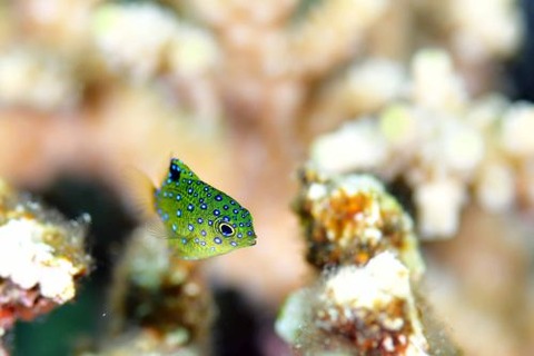 ルリホシスズメダイ