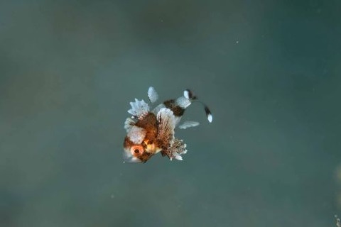 チョウチョウコショウダイ