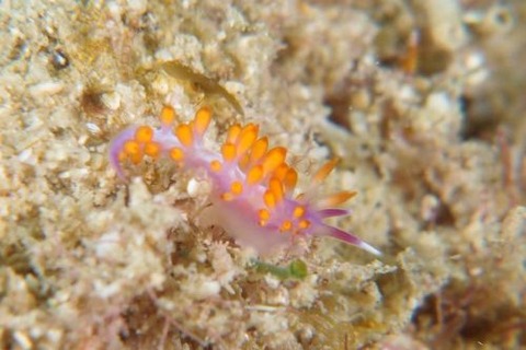 ルージュミノウミウシ