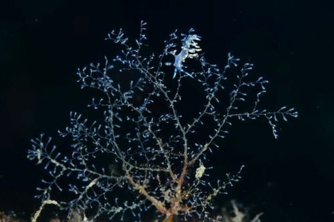 サキシマミノウミウシ