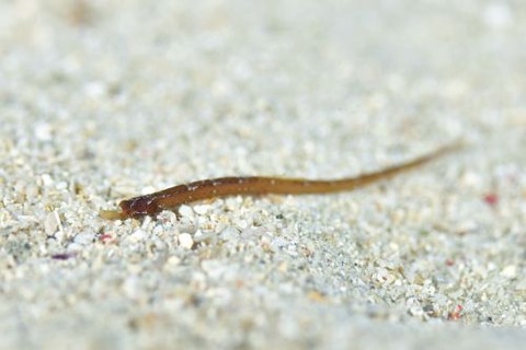 ヨウジウオ科の1種