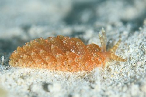 ワグシミノウミウシ