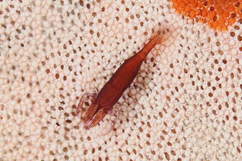 ヒトデヤドリエビ