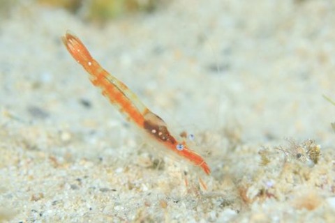 チビツノロウソクエビ